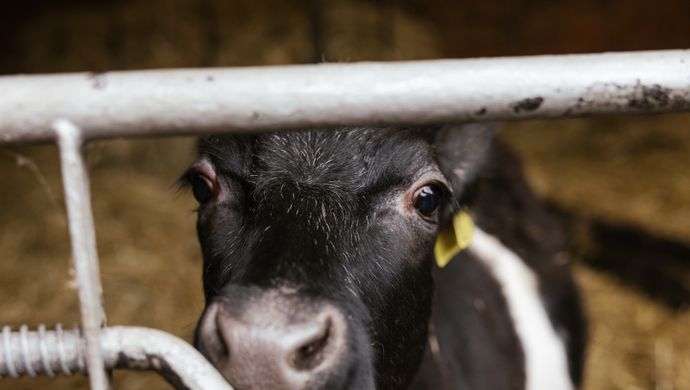 A cow at Home Farm