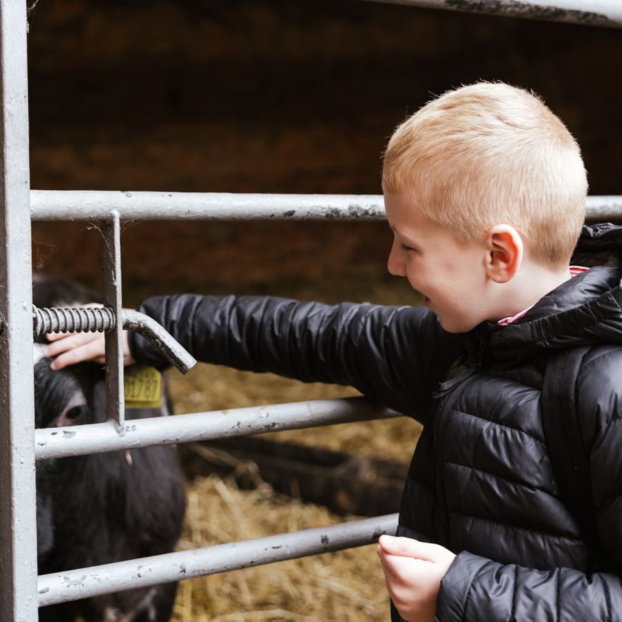 Child stroking an animal