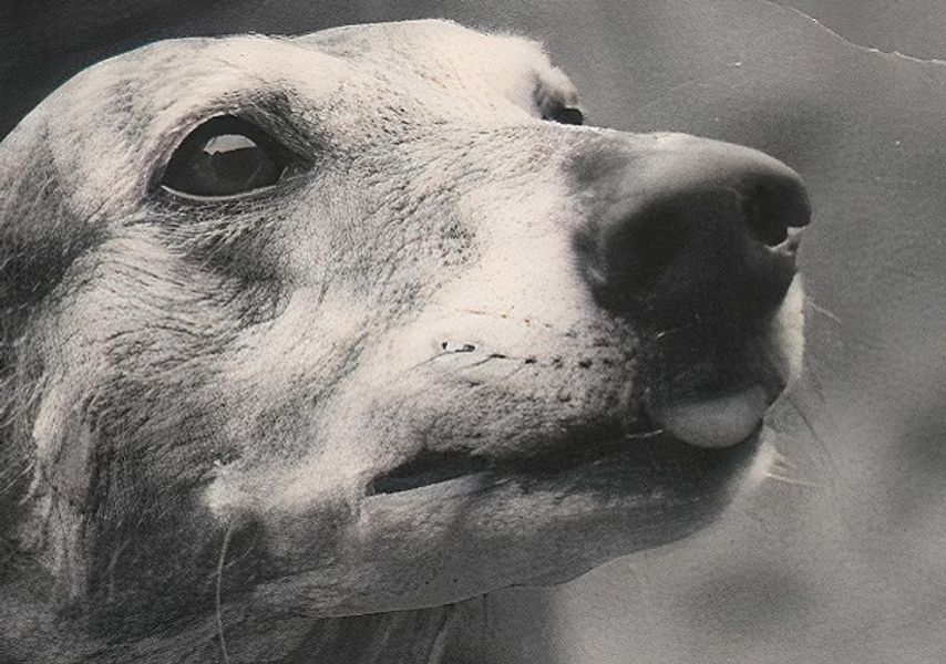 A dog being held by its owner