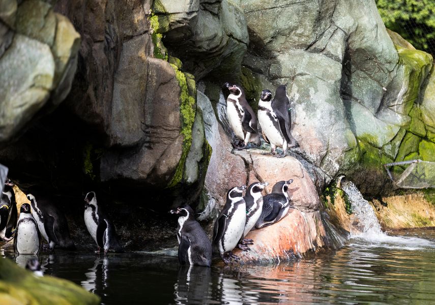 A group of penguins stand on rocks near water.