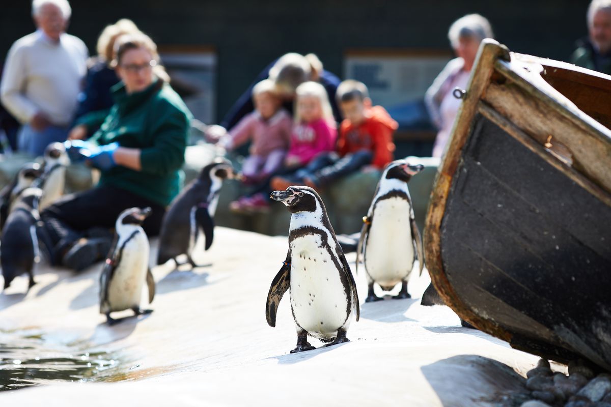 Penguins in their enclosure at Lotherton