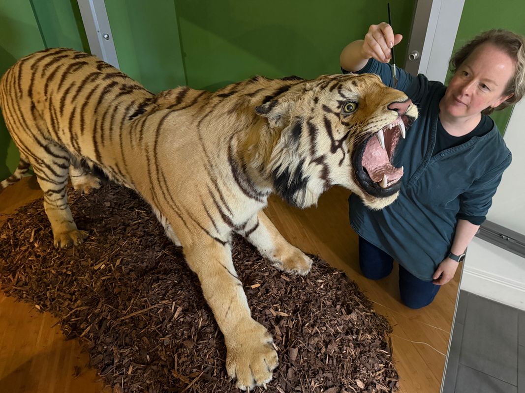 Curators Clare Brown (pictured) and Sarah Burhouse were on site at Leeds City Museum carrying out meticulous checks for dust and the types of tiny pests which can be harmful to vintage taxidermy, before undertaking a delicate clean of some unique and historically significant exhibits.
