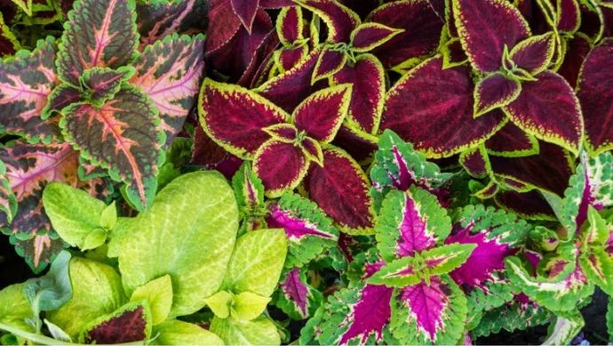An image of a coleus plant with red and green leaves.