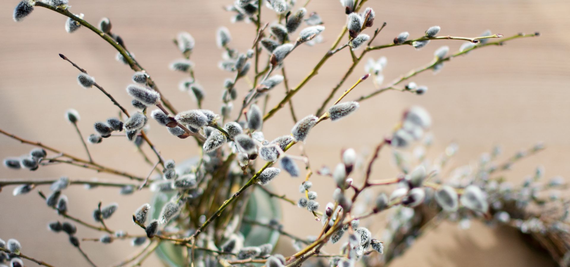 Willow branches in a vase