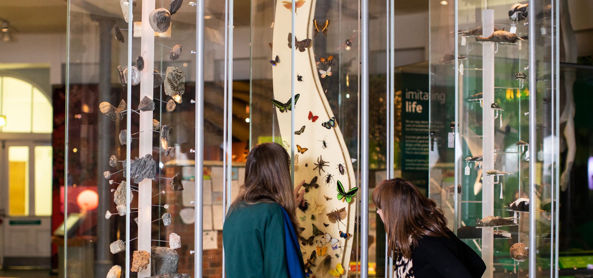 two people looking at a butterfly display