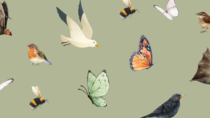 Birds, Bees, Bats and Butterflies at Kirkstall Abbey