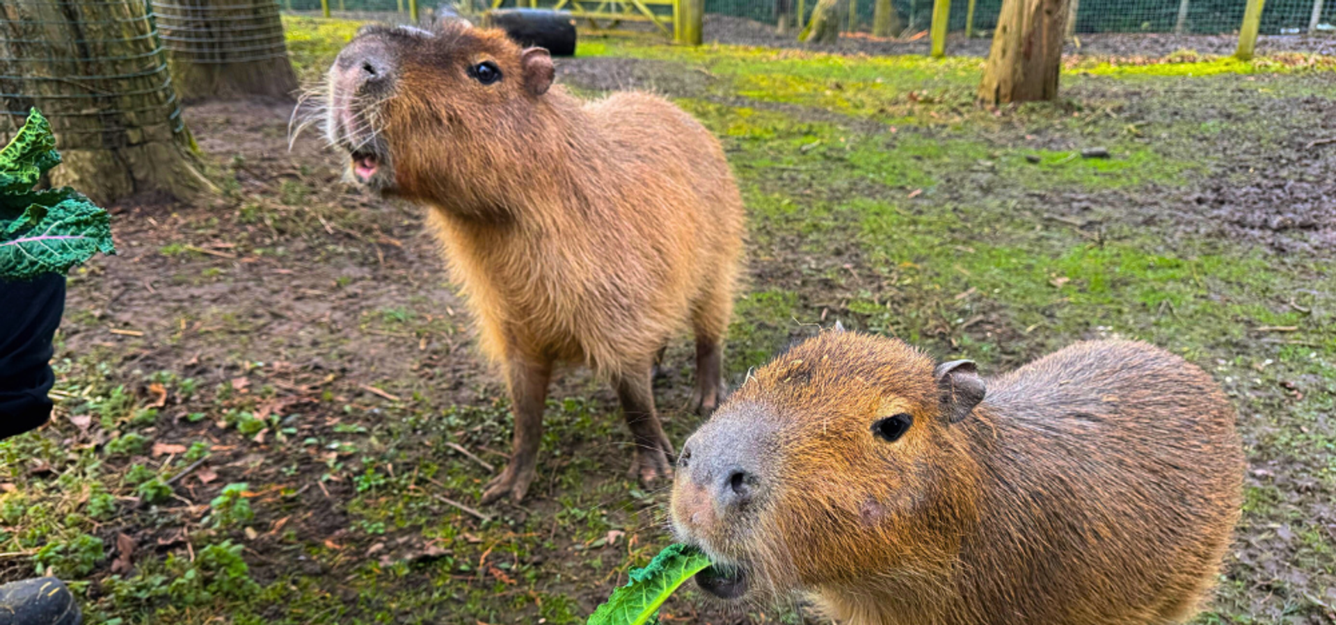 2 Capybaras at Wildlife World being fed cabbage