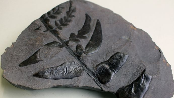 A fossil with a plant imprint on top