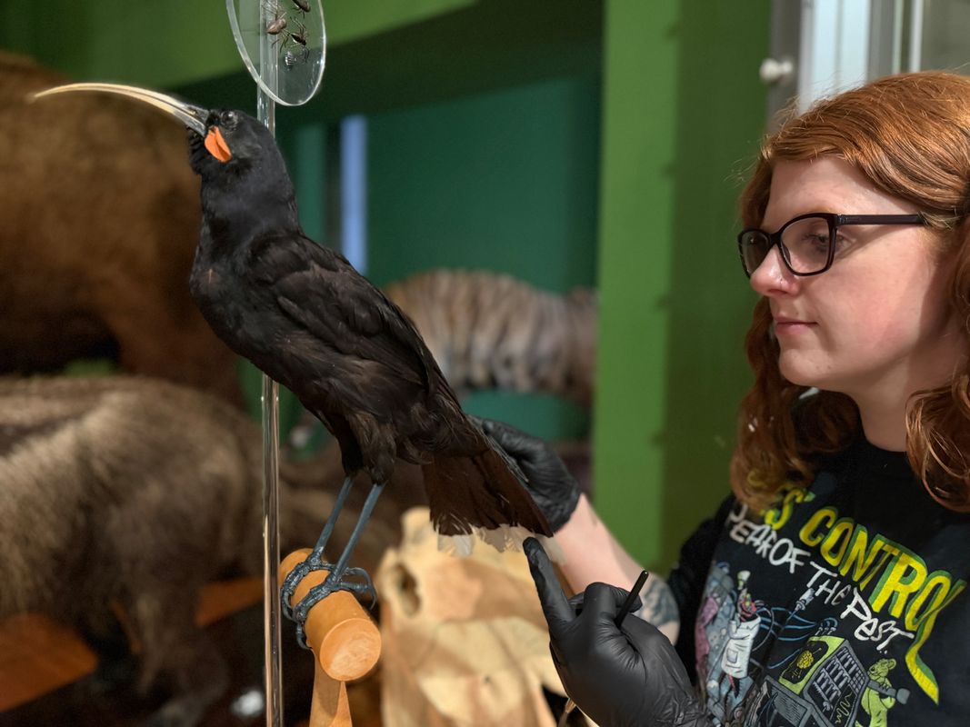 Curators Clare Brown and Sarah Burhouse (pictured) were on site at Leeds City Museum carrying out meticulous checks for dust and the types of tiny pests which can be harmful to vintage taxidermy, before undertaking a delicate clean of  the delicate tail feathers of the museum’s incredibly rare pair of Huia