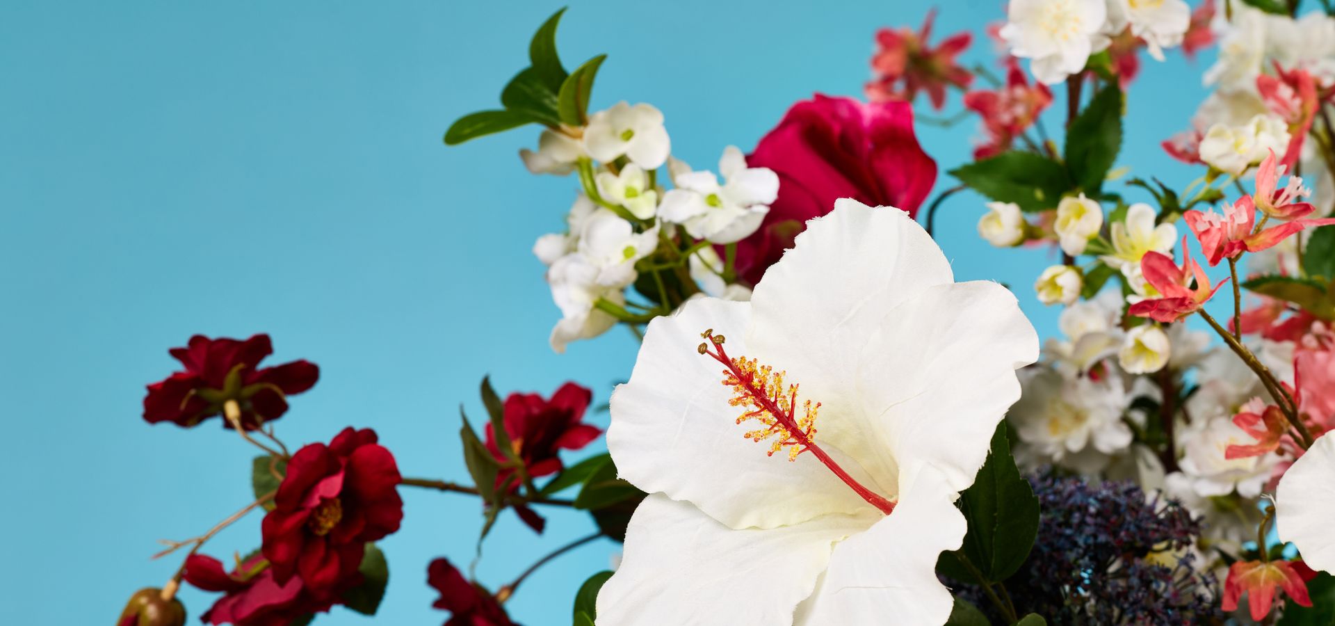Close up of flowers on a blue background