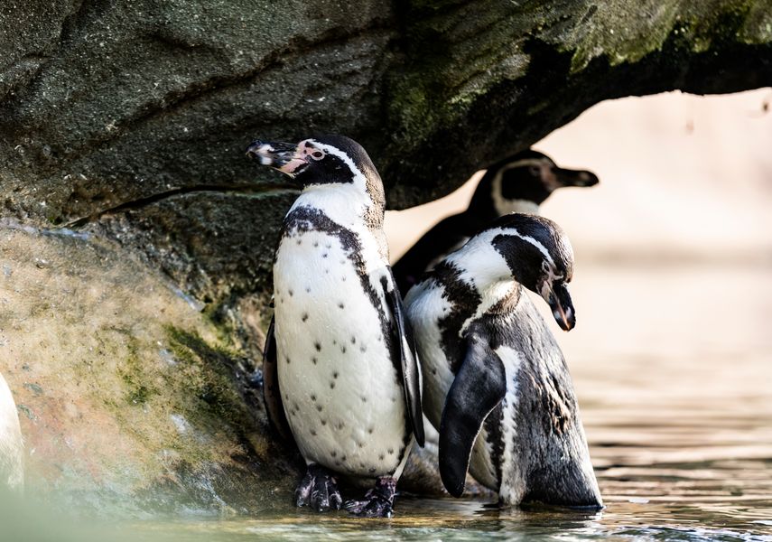 a huddle of penguins