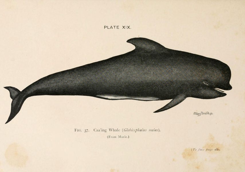 an illustration of a whale.