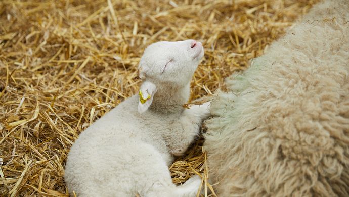 Lamb laying on hay