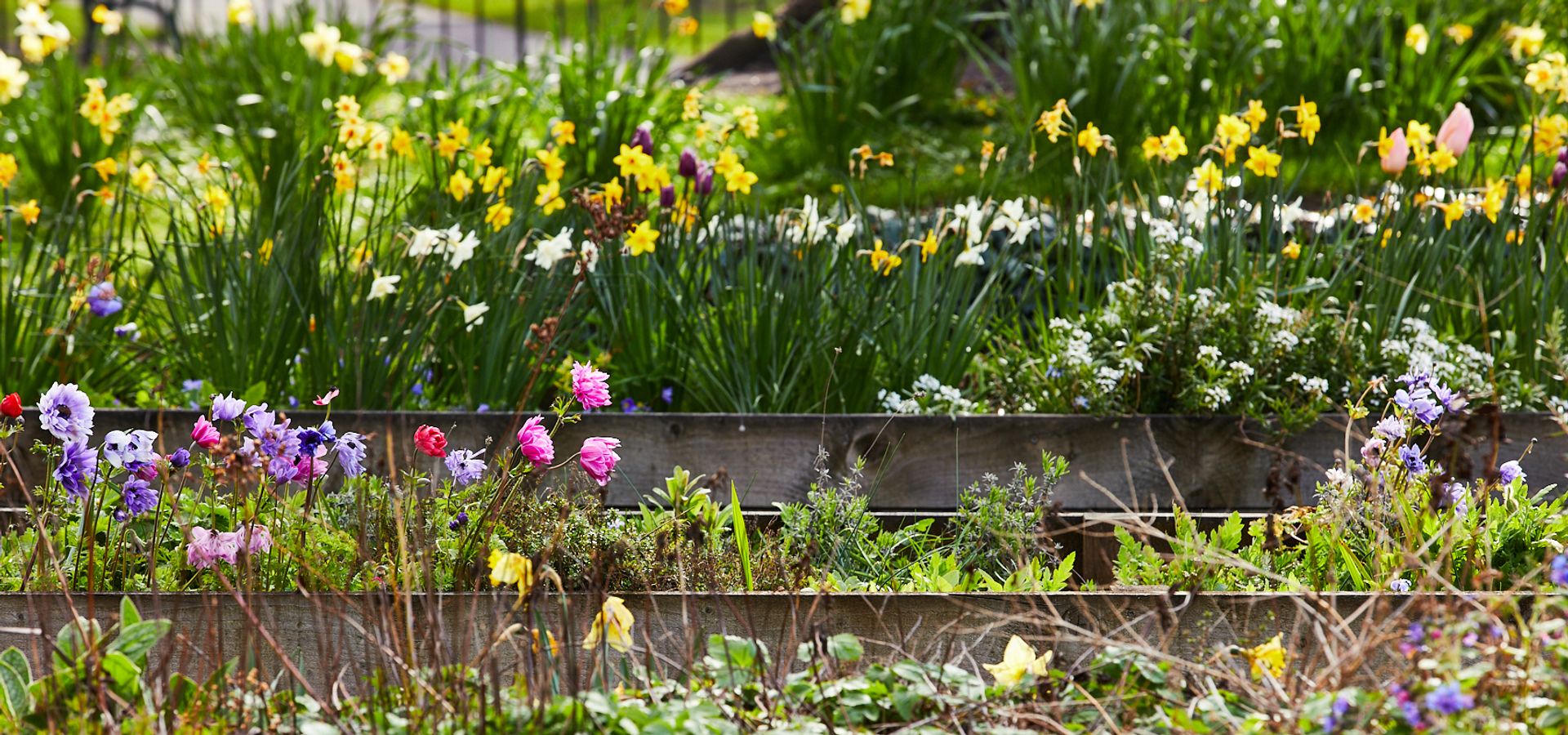 Flower beds at Kirkstall Abbey