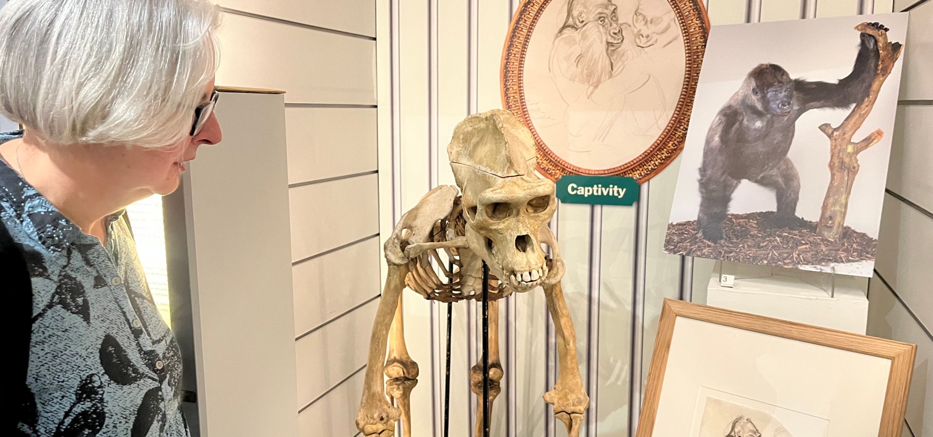 a curator stood with the skeleton of Mok on display