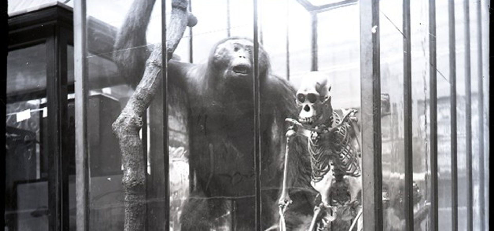 a black and white image of taxidermy mok on display in a cabinet