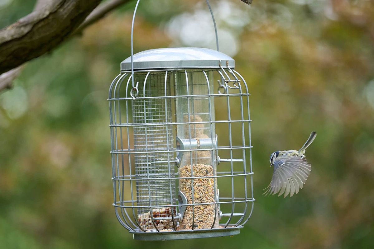 A bird feeder hung on a tree