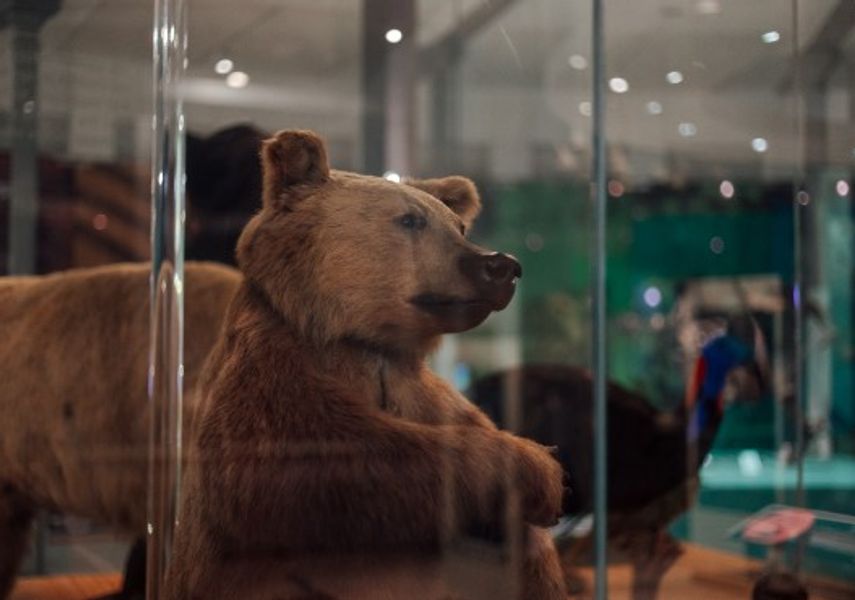 A taxidermy bear on display inside the Life On Earth gallery at Leeds City Museum.