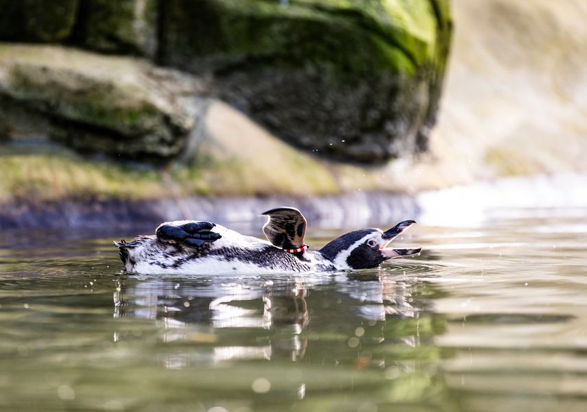 Penguins at Lotherton Wildlife World