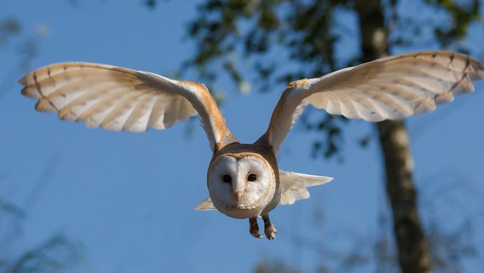 Barn owl in flight