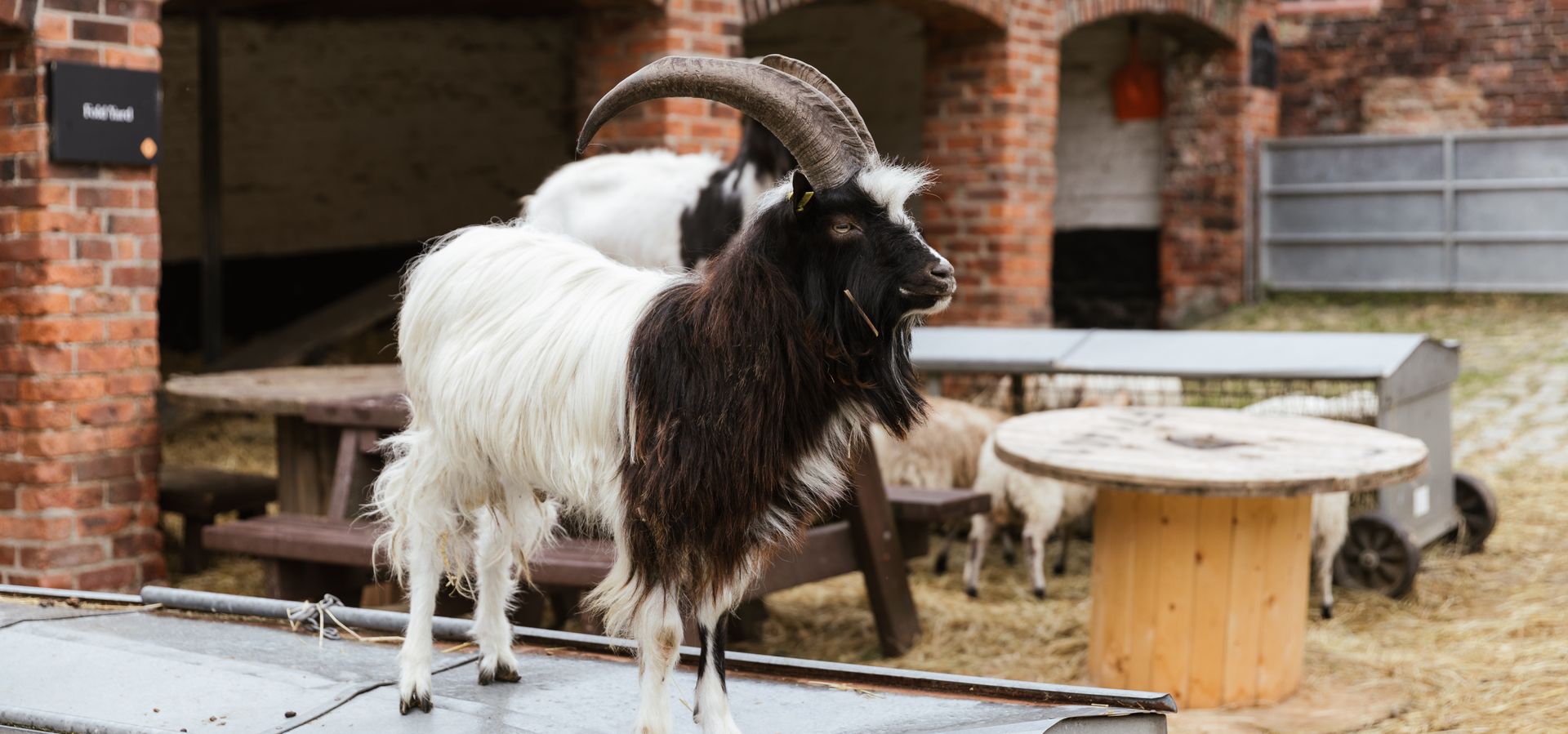 A horned goat stood on top of a feeder at Home Farm