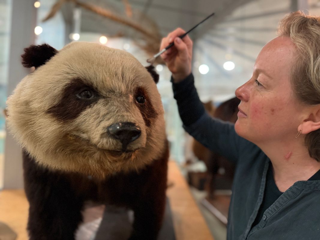Curators Clare Brown (pictured) and Sarah Burhouse were on site at Leeds City Museum carrying out meticulous checks for dust and the types of tiny pests which can be harmful to vintage taxidermy, before undertaking a delicate clean of the giant panda Grandma. Named after being captured near Weizhou village in central China, she became the first live giant panda ever to arrive in the UK in 1938. She died just two weeks later after contracting double pneumonia.