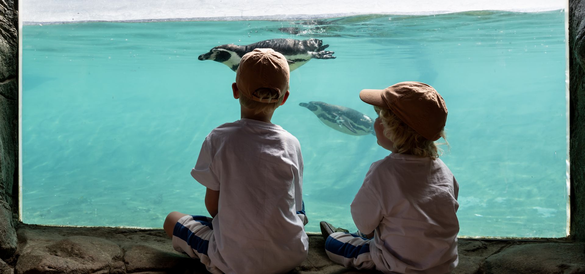 Two children watching penguins through glass looking into a penguin pool