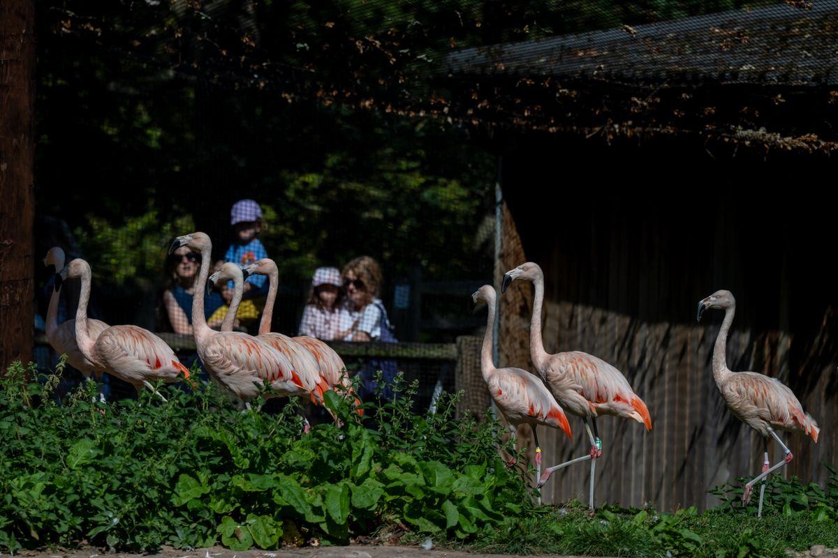 Flamingos in an enclosure