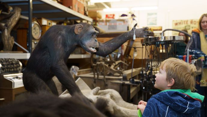 A child looking at a taxidermy chimpanzee