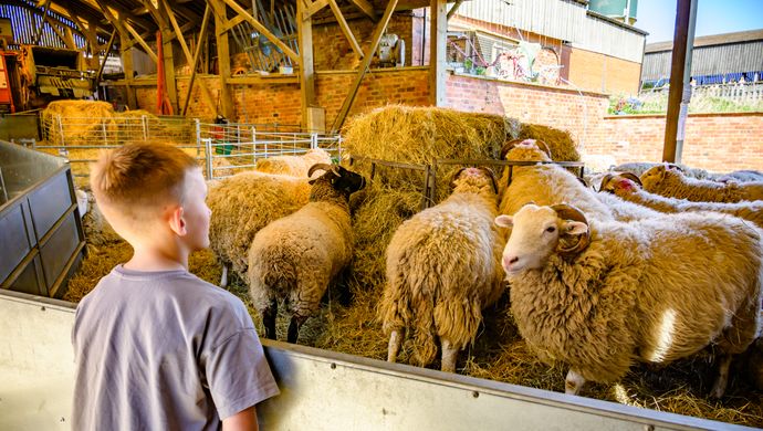 Image of a boy looking at a flock of sheep at Temple Newsam Home Farm