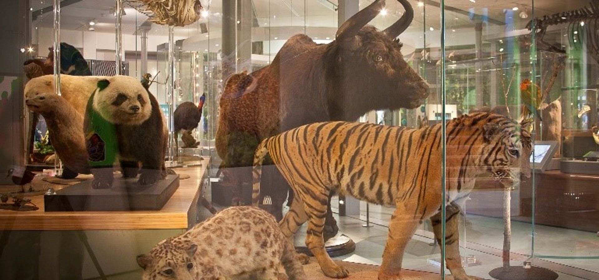 Photo of Life on Earth gallery with models of tiger and panda