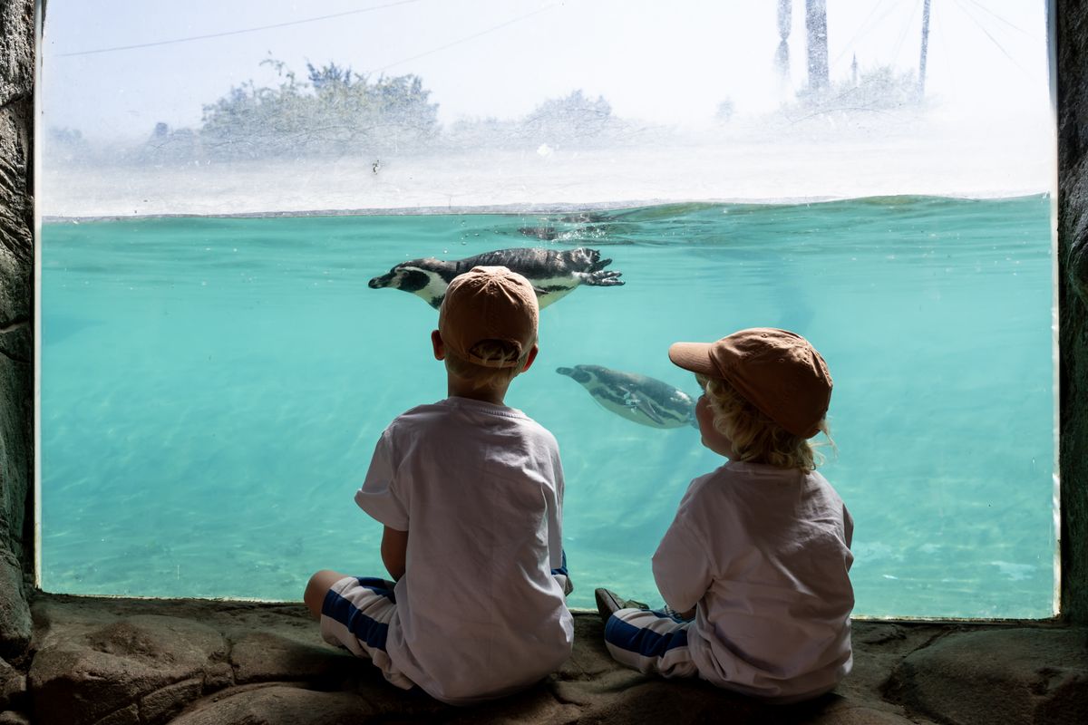 Two children sat in front of a window looking at penguins