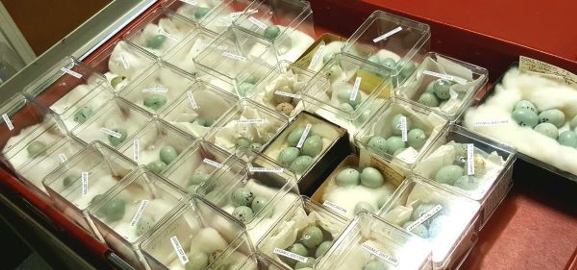 Lots of bird eggs
