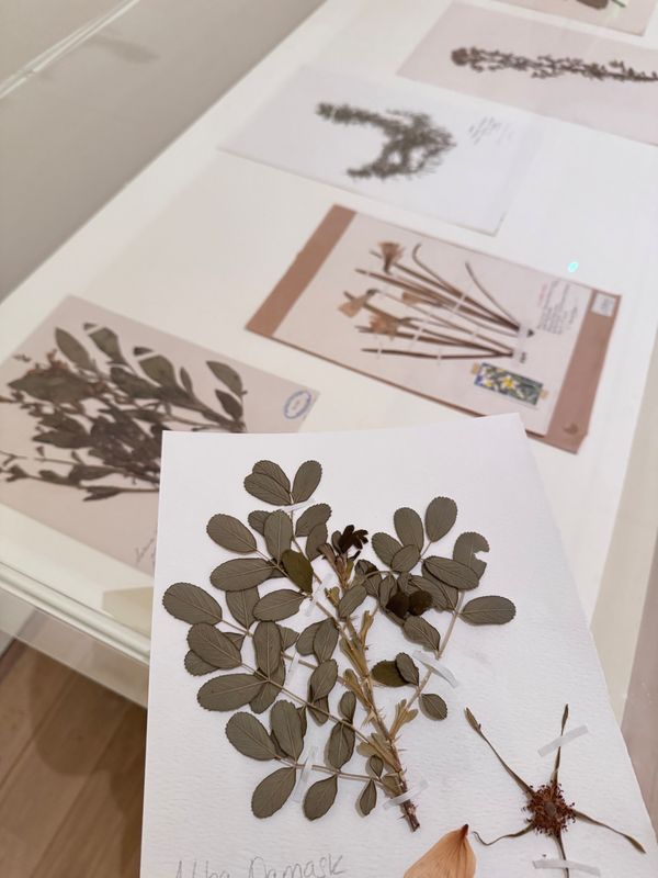 A herbarium sheet on top of a display cabinet with more herbarium sheets on