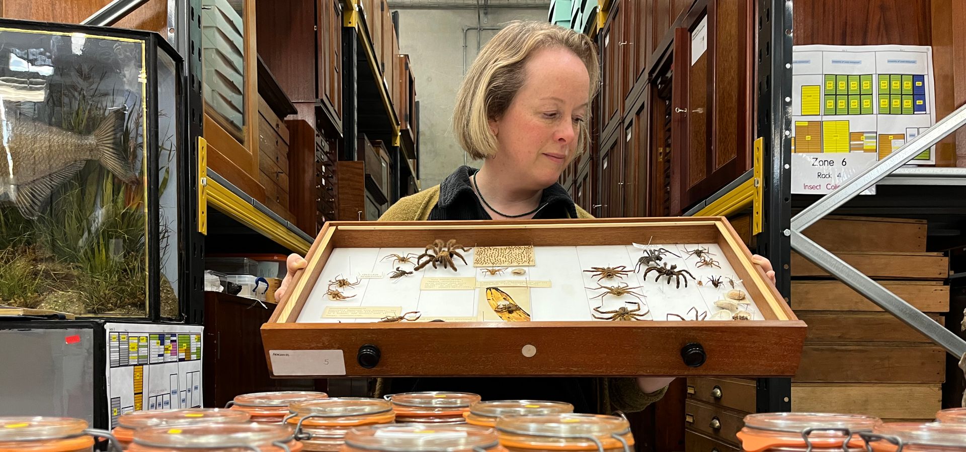 Natural science curator holding a box of pinned spiders infront of jars of preserved spiders