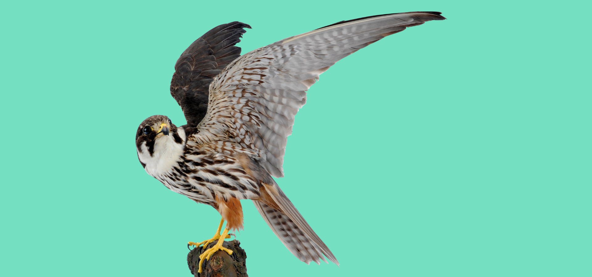 A taxidermy bird from Leeds Museums and Galleries collection on a perch, with a turquoise background