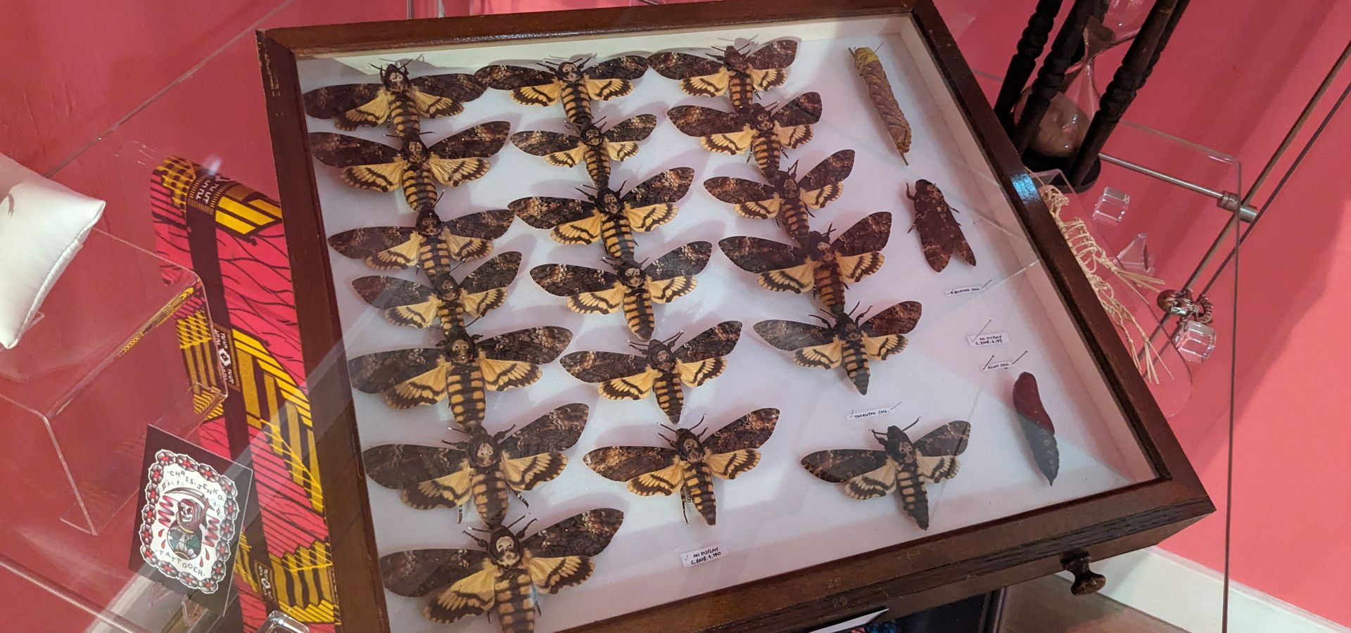 a collection of framed moths