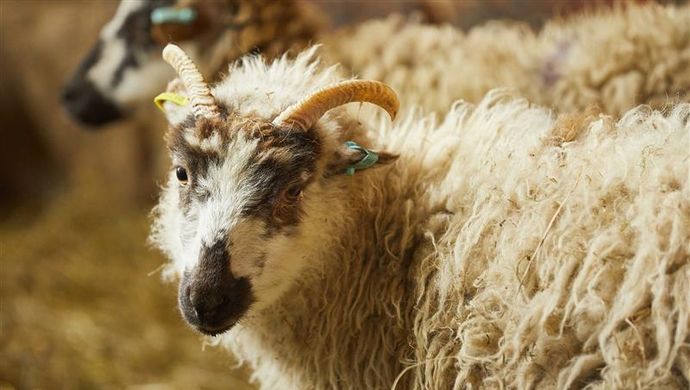 Sheep at Temple Newsam Farm