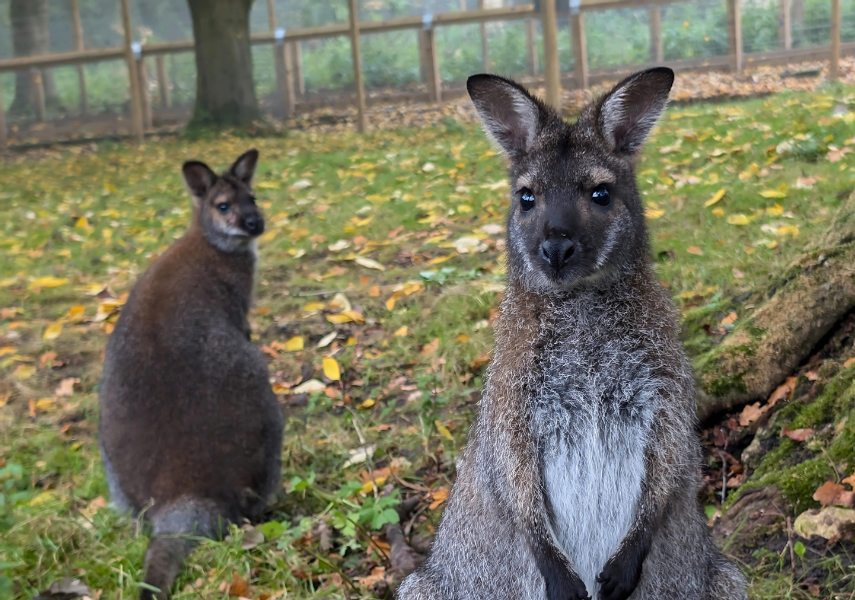 Two Wallabies