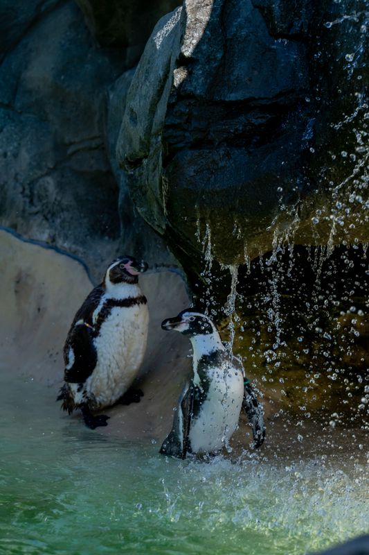 A penguin under a waterfall
