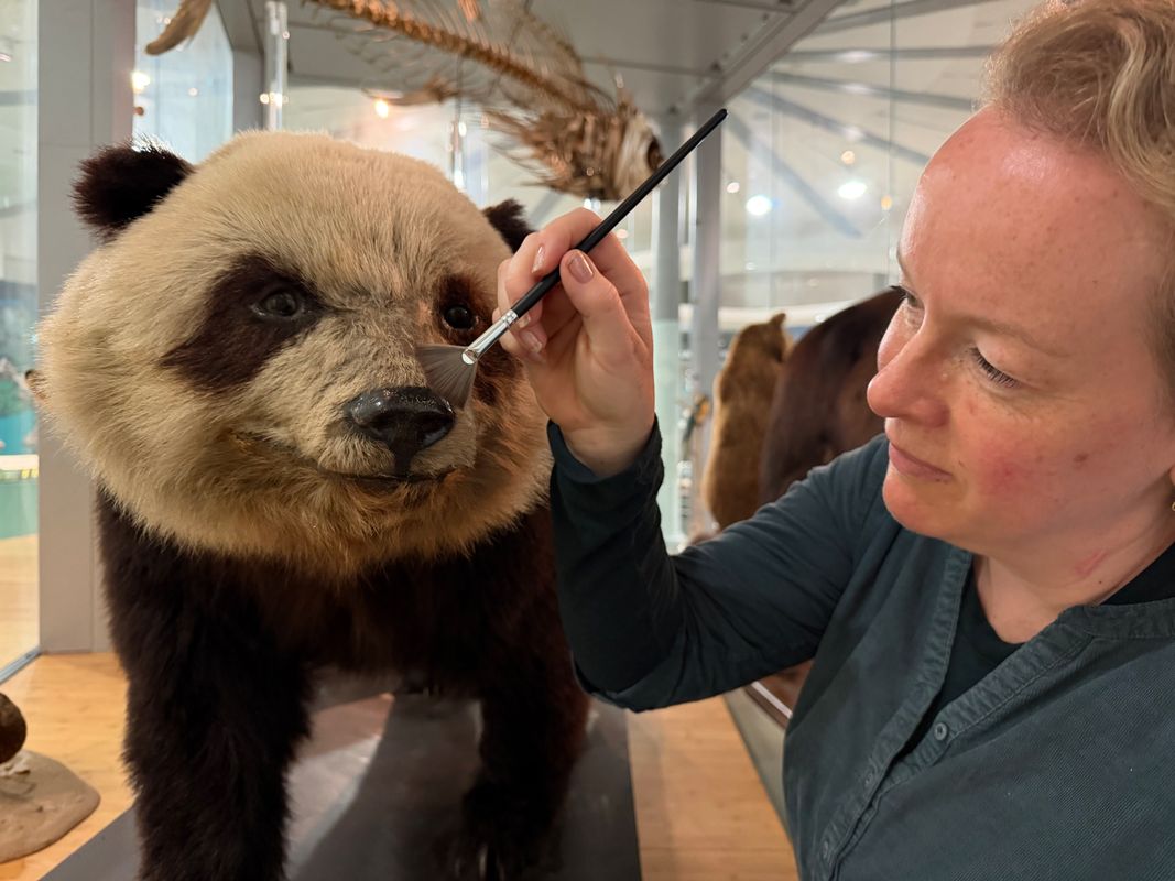 Curators Clare Brown (pictured) and Sarah Burhouse were on site at Leeds City Museum carrying out meticulous checks for dust and the types of tiny pests which can be harmful to vintage taxidermy, before undertaking a delicate clean of the giant panda Grandma. Named after being captured near Weizhou village in central China, she became the first live giant panda ever to arrive in the UK in 1938. She died just two weeks later after contracting double pneumonia.