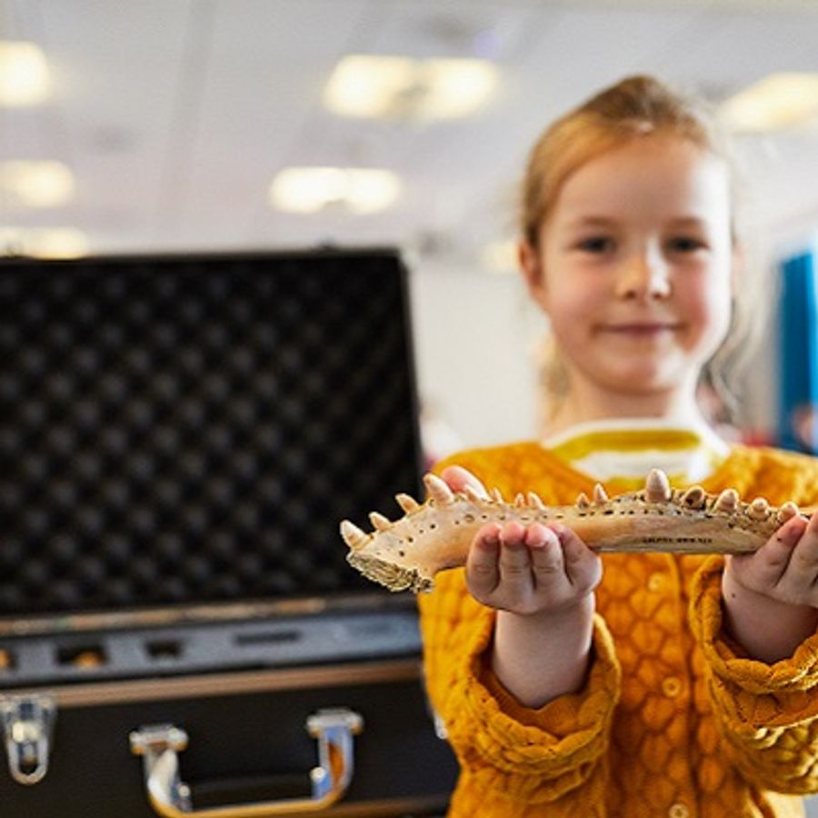 An open Primary School Membership box next to a child holding a whale bone