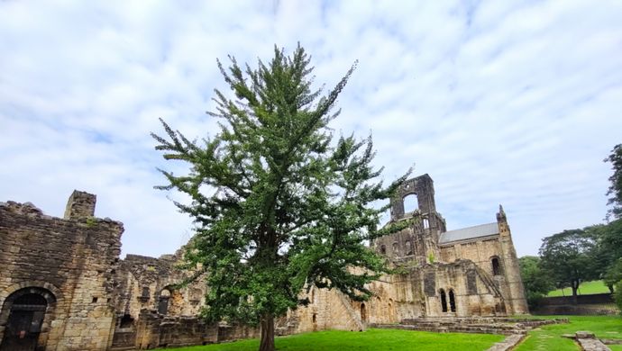 The ginkgo tree in Kirkstall Abbey surrounded by ruins