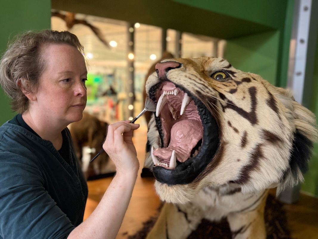 Curators Clare Brown (pictured) and Sarah Burhouse were on site at Leeds City Museum carrying out meticulous checks for dust and the types of tiny pests which can be harmful to vintage taxidermy, before undertaking a delicate clean of some unique and historically significant exhibits.