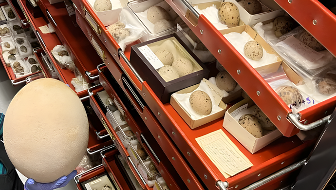 A curator holding a very large egg, next to red draws with more eggs from our collection in