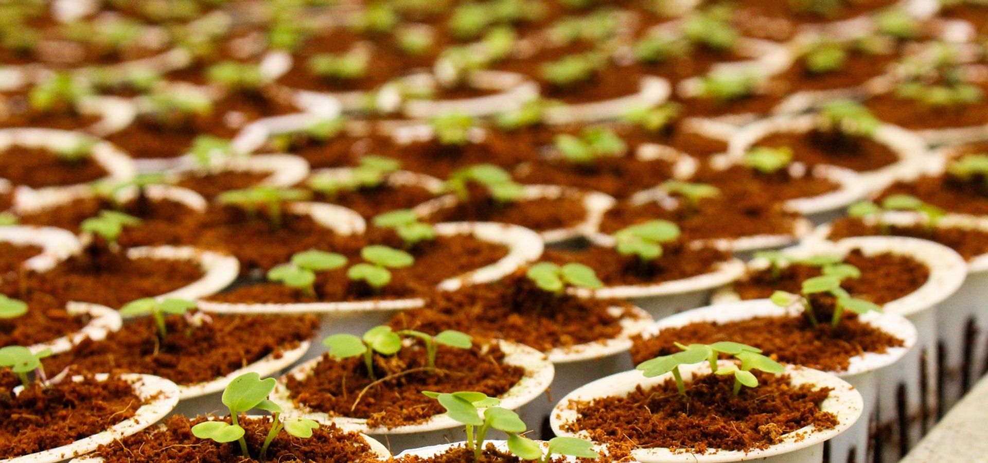 Seeds growing in plant pots