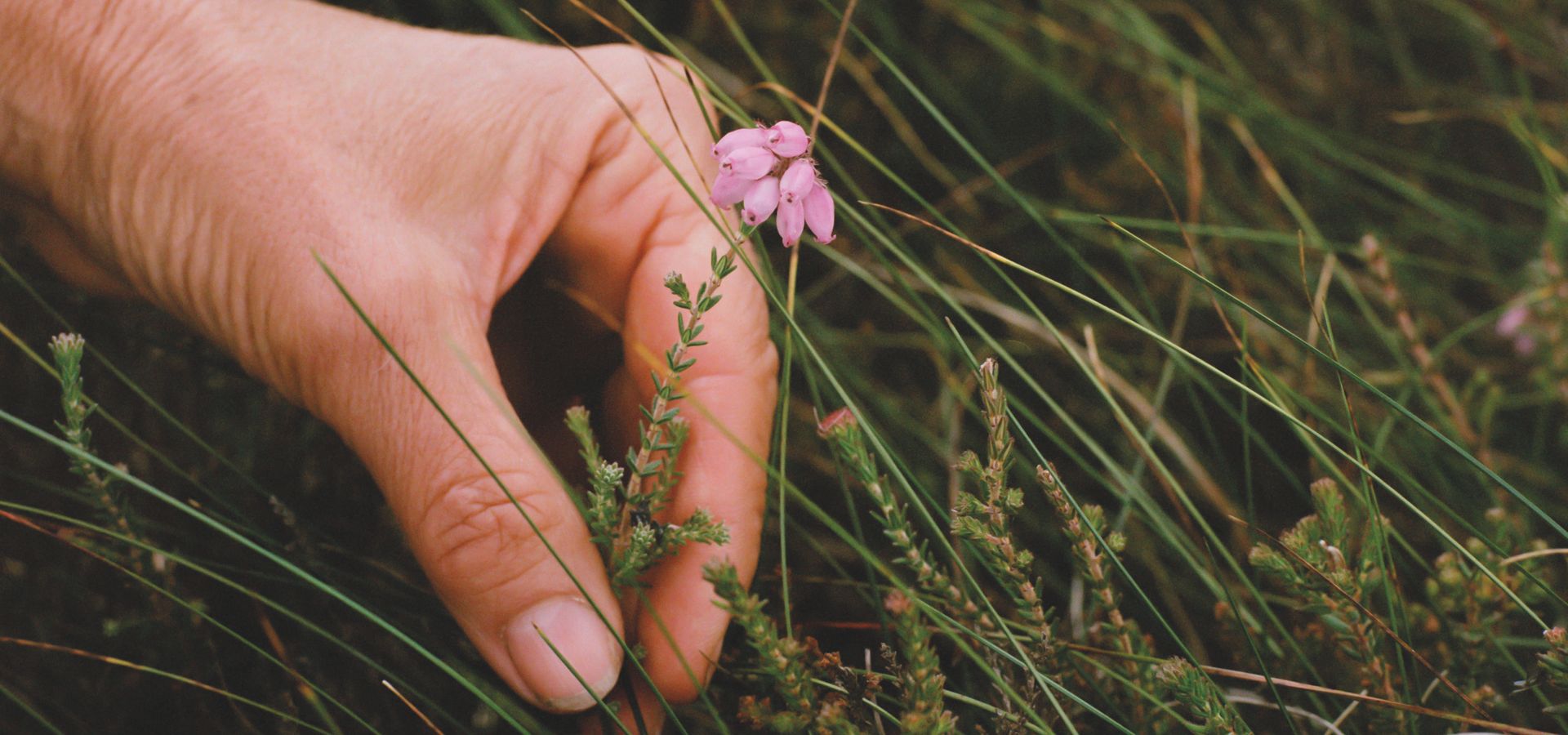 A handing picking grass from the ground