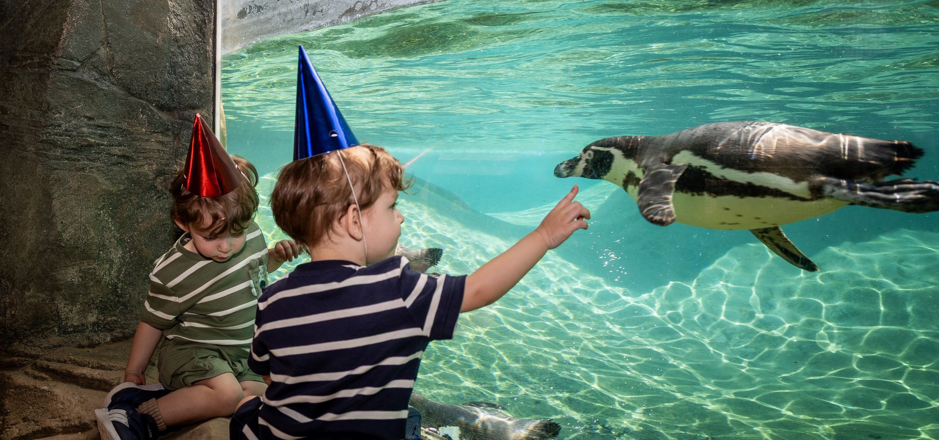 Two young children in party hats point at swimming penguins from viewing window