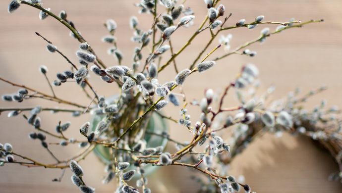 Willow branches in a vase