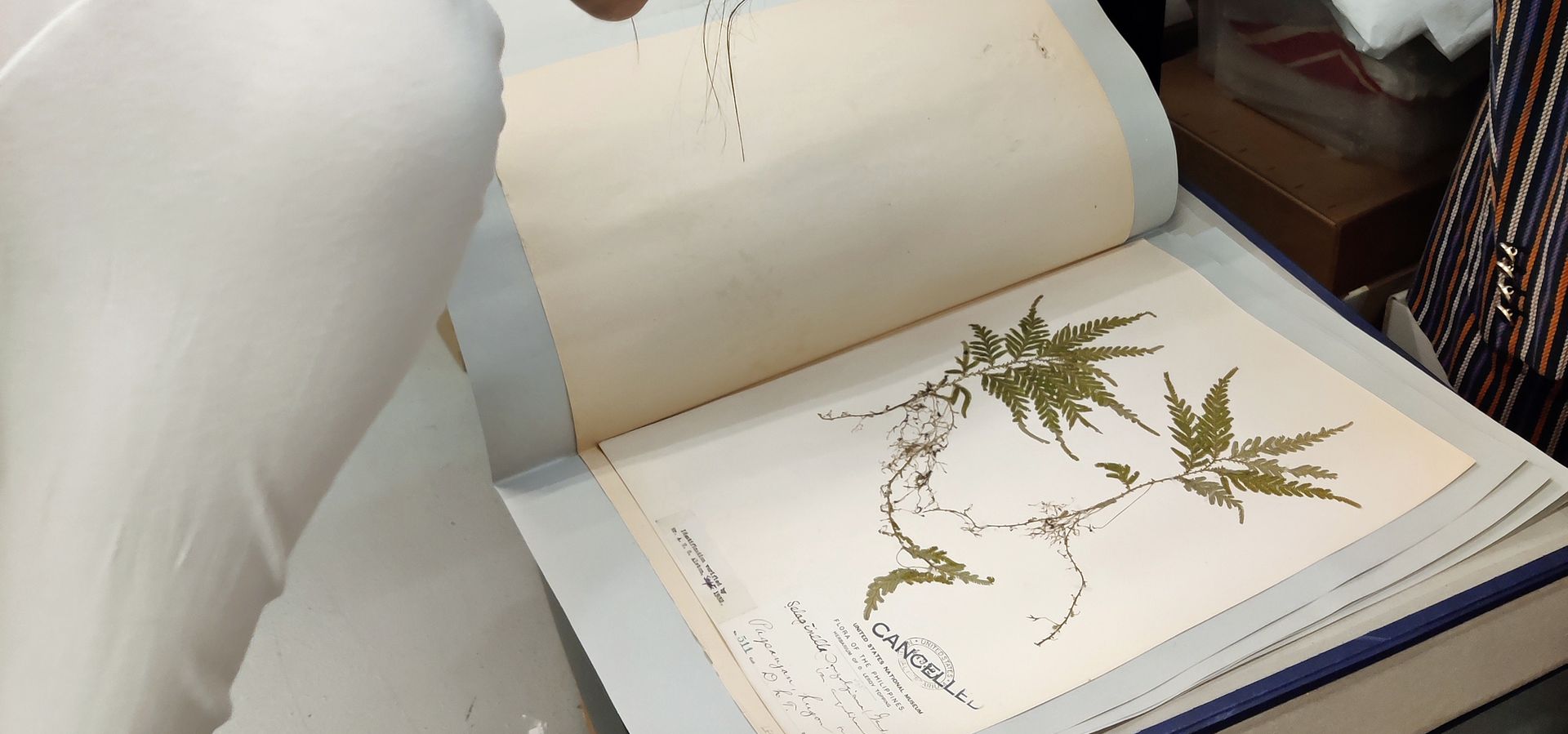 a person looking closely at a pressed plant